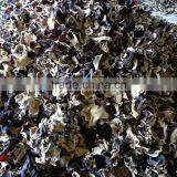 Champignon Noir thumbnail-4