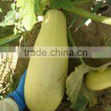 Shelled and Roasted Chinese Green Pumpkin Seed Kernels New Crop thumbnail-4