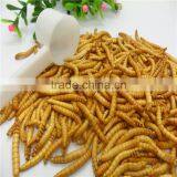 Premium Freeze Dried Mealworms For Bird Food;Natural Mealworms thumbnail-5