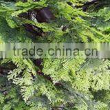 2017 High Quality Whosale Cheap Cypress Tree Decoration for Outdoor Decoration thumbnail-2