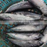 Frozen Bonito Tuna Whole Frozen New Fish thumbnail-3