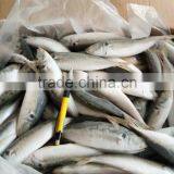 BQF 120/140 Frozen Round Scad/frozen Horse Mackerel thumbnail-4
