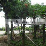 Erythrina Crista-galli Tropical Trees