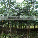 Hibiscus Tiliaceus Tropical Project Plants thumbnail-1