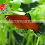Red Wagtail Platy Bleeding Farm and Export From Thailand thumbnail-2