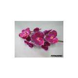 Vanda Stem CRAFT thumbnail-1