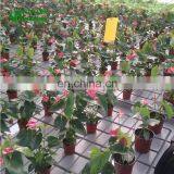 Mango Greenhouse Benches With Iron Frame Table Base thumbnail-2