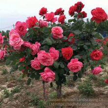 the Price of 5 - Centimeter Chinese Rose Flowers From Henan is Cheap. we Guarantee Survival and Free Shipping. thumbnail-1