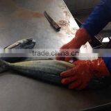 Gutted Frozen Mahi-mahi Fish From China thumbnail-1