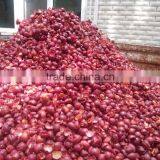 New Litchi Fruit Peocessing Machine/Litchi Peeler and Pitter thumbnail-3