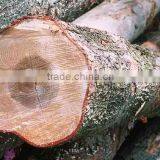 White Birch Logs, Baltic Birch Logs, Latvia Birch Logs for Sale thumbnail-6