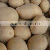 IFS & BRC Certified Farm Fresh Potato From Pakistan