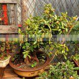 Fresh Orange Tree Seedling thumbnail-5