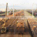 Timber Log / Sawlogs /Wood Round Logs thumbnail-2