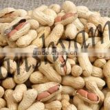 Groundnuts In-shell