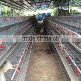 Poultry Layer Cages of A type for Farm with 3layer,4layer,5layer (Hot galvanized/Electric galvanized)