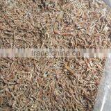 Good Price And Quality Blood Worms thumbnail-2