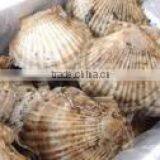 LIVE FRESH/FROZEN SCALLOPS in Shell From Hokkido Japan thumbnail-1