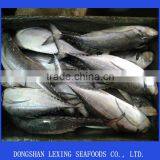 Best Frozen Hard Tail Scad