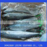 Frozen Fresh Spanish Mackerel