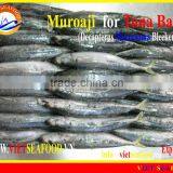 FROZEN W/R MUROAJI FOR TUNA BAIT thumbnail-5