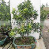 Podocarpus Bonsai Art 50cm thumbnail-1