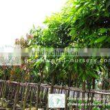 Mangifera Indica Tropical Plants thumbnail-1