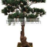 Foliage Plants Bonsai From Guangzhou Factory thumbnail-6