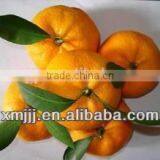 Natrual Rippen Yongchun Oranges thumbnail-2