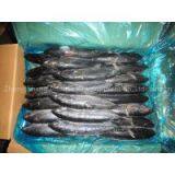 Supply Bonito Tuna thumbnail-1