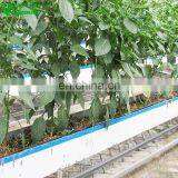 Good Hot Chilli Growing And Farming Cultivation Equipment For Sale