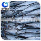 Frozen Style and Block Shape Frozen Spanish Mackerel