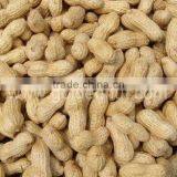 Xiang Nong Peanut in Shell