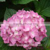 For Birthday Decoration Cheap Natural Hydrangea Latex Hydrangea From Yunnan, China thumbnail-2