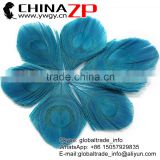 Leading Supplier CHINAZP Wholesale Wonderful Good Dyed Turquoise Trimmed Peacock Feathers Eyes for Earrings