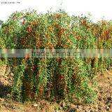 Raw Dried Chinese Ningxia Wolfberry Lycium Chinensis Gogi Goji Berry Berries For Sale From the Hometown of Goji Ningxia