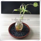 JSX Hot Sale Price Of New Arrival Black Beans Dried