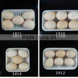 PP Food Grade Plastic Tray for Fresh Vegetable Packaging Wholesale thumbnail-3