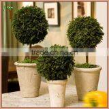 Potted Preserved Cypress Plant Ball thumbnail-1