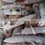 Frozen Black Squid (Todarodes Pacificus) thumbnail-2