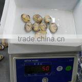 Frozen Whole Cleaned Sea Food Baby Clam With Shell thumbnail-2