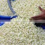 Cheap Fresh Cut FlowersJasmine thumbnail-1