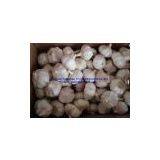 5.5cm Garlic in Mesh Bag thumbnail-2