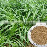 Warm Season Pennisetum Forage Seeds thumbnail-1