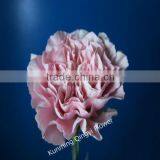 Wholesale Most Popular Good Quality Carnation Cut Fresh Flowers Carnation thumbnail-6