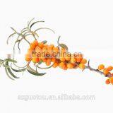 Organic Green Seabuckthorn Fruit Oil thumbnail-3