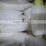 Fresh Radish to Canada From Chinese Factory thumbnail-4