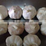 WHITE GARLIC FROM VIETNAM (SKYPE: VISIMEX10) thumbnail-5
