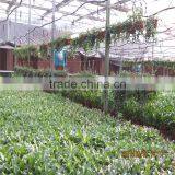 Multi Span Tunnel PE Plastic Film Hydroponic Systems Agricultural Greenhouse thumbnail-4