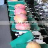 Mango Grading Machine Sorter Grader